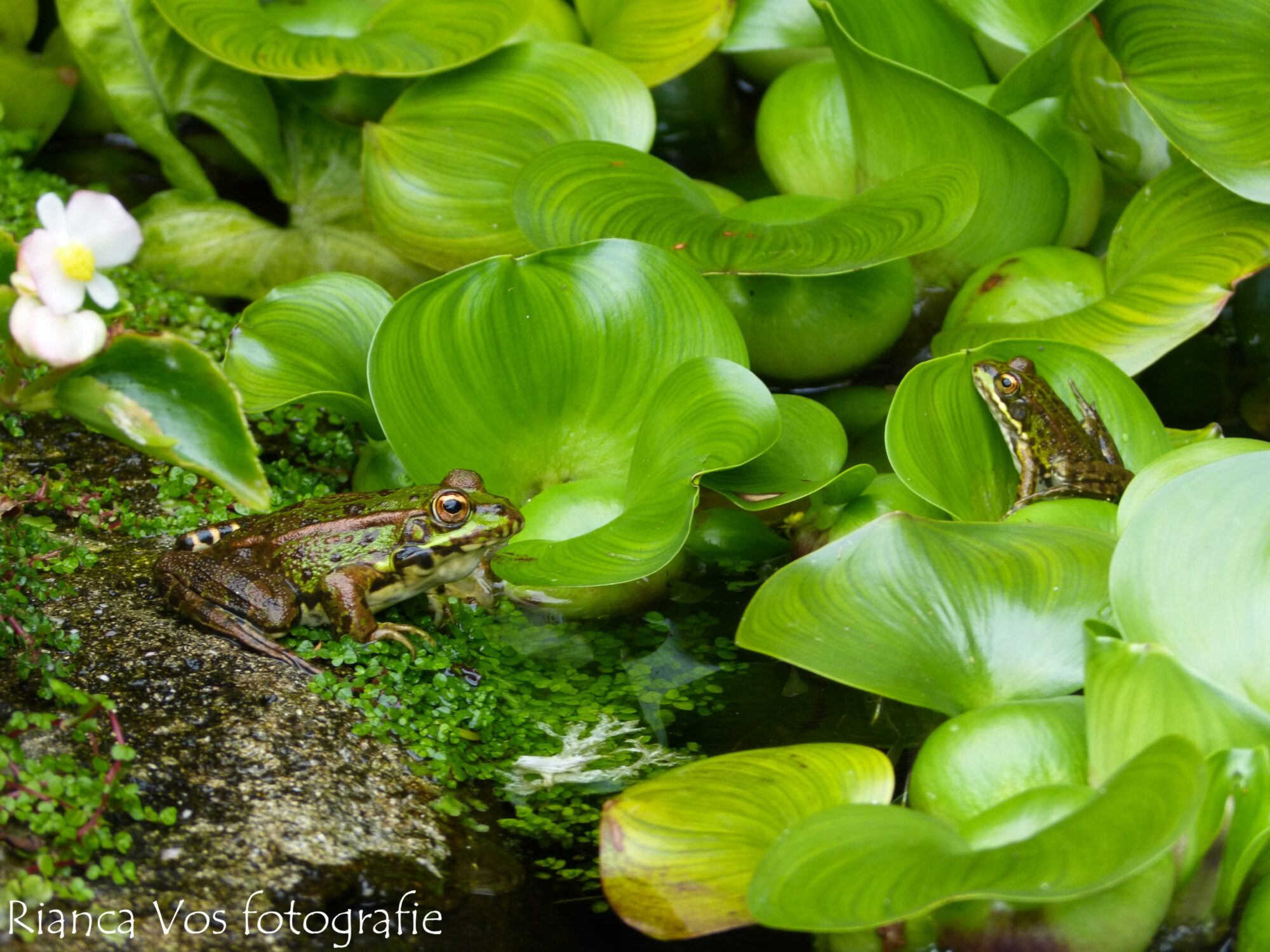 GROENE KIKKERS